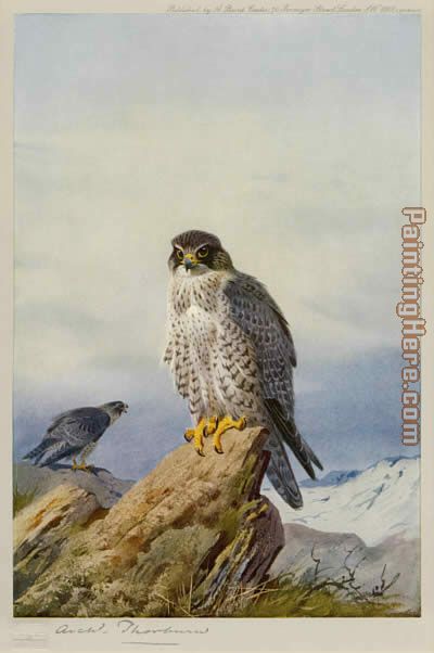 Gyr Falcon painting - Archibald Thorburn Gyr Falcon art painting